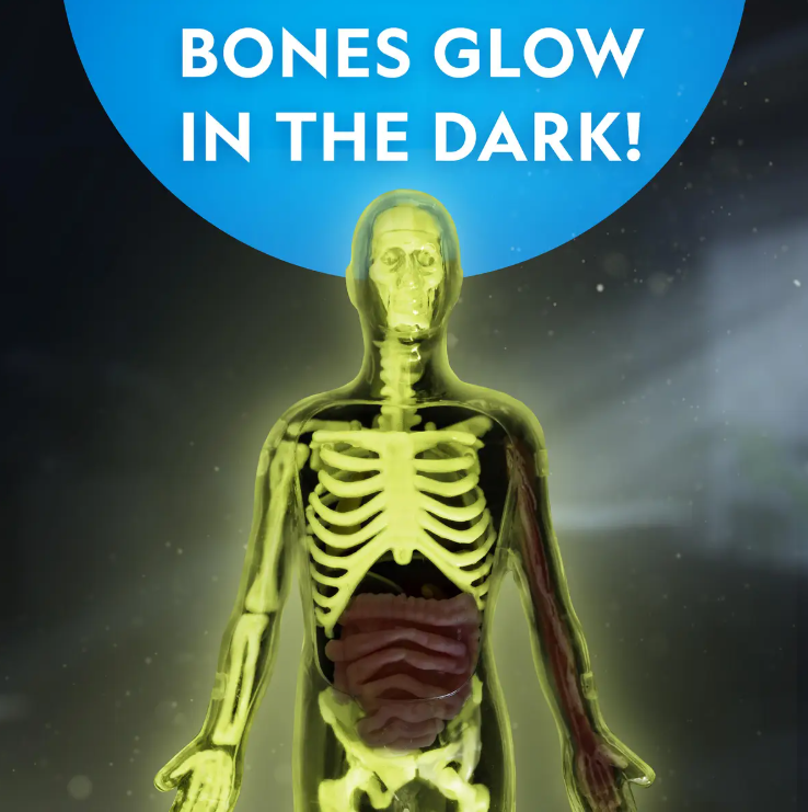 Glow-in-the-Dark Human Body