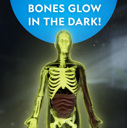 Glow-in-the-Dark Human Body