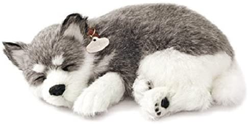 Alaskan Huskey
