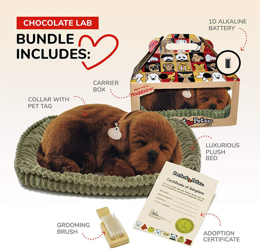 Chocolate Lab