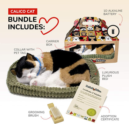 Calico Cat